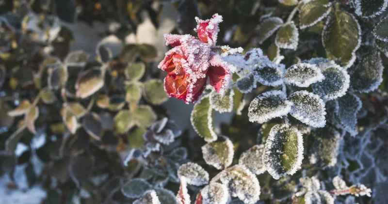 Қазақстанда қатты аяз болады: қаңтардағы ауа райы болжамы