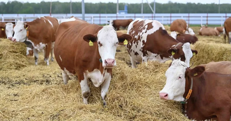 Ірі қара мал етін экспорттауға квоталар енгізіледі