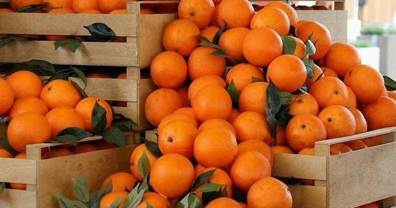 Ел тұрғындары биыл қанша тонна мандарин тұтынды?